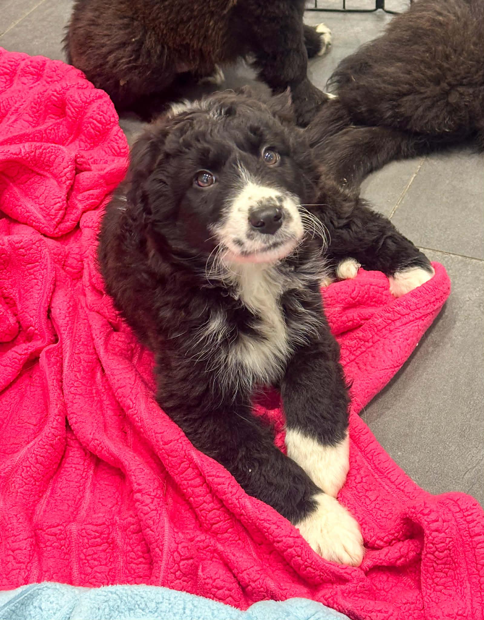 Enlarge Scissors, an adopted mixed breed in Indianapolis, IN image 2/4