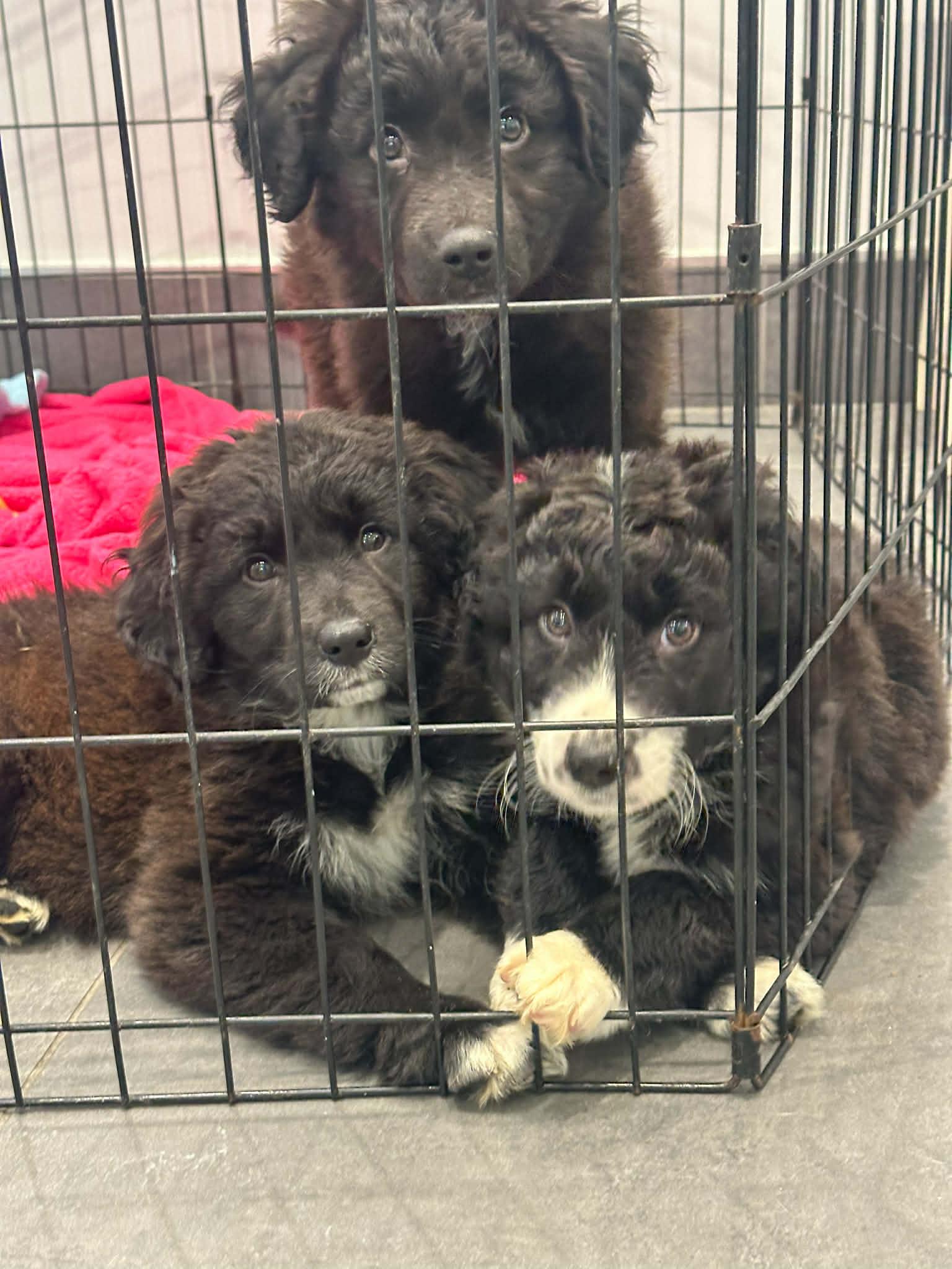 Enlarge Scissors, an adopted mixed breed in Indianapolis, IN image 3/4