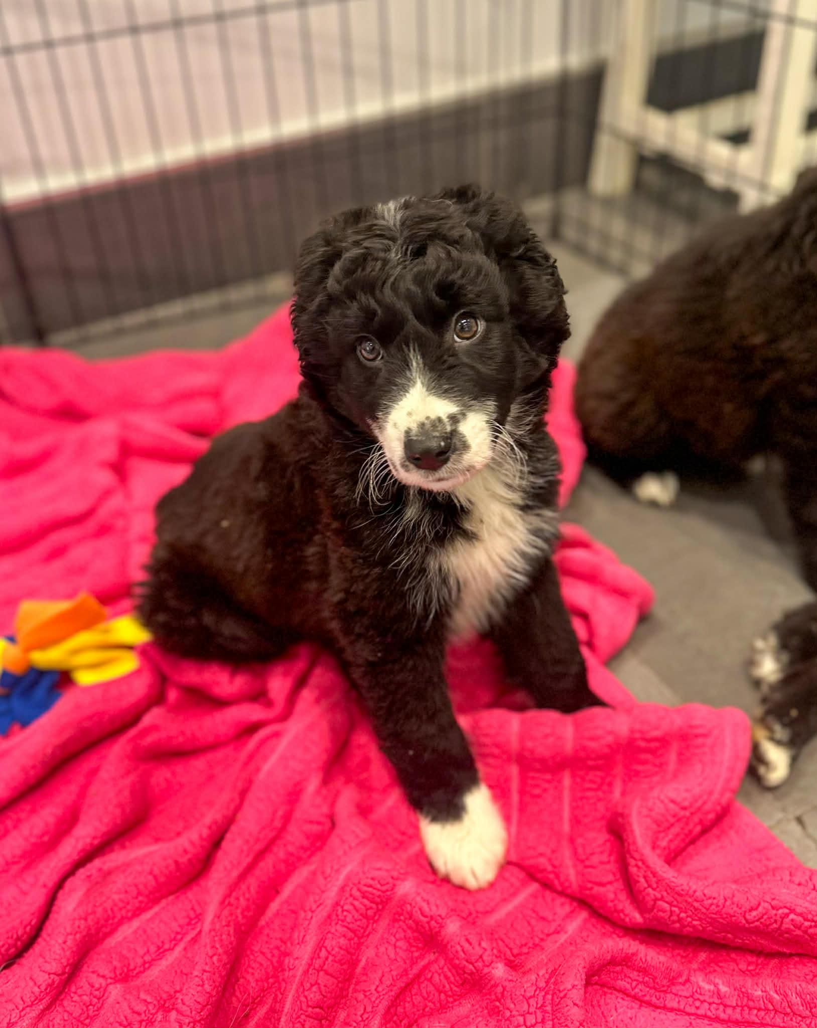 Enlarge Scissors, an adopted mixed breed in Indianapolis, IN image 1/4