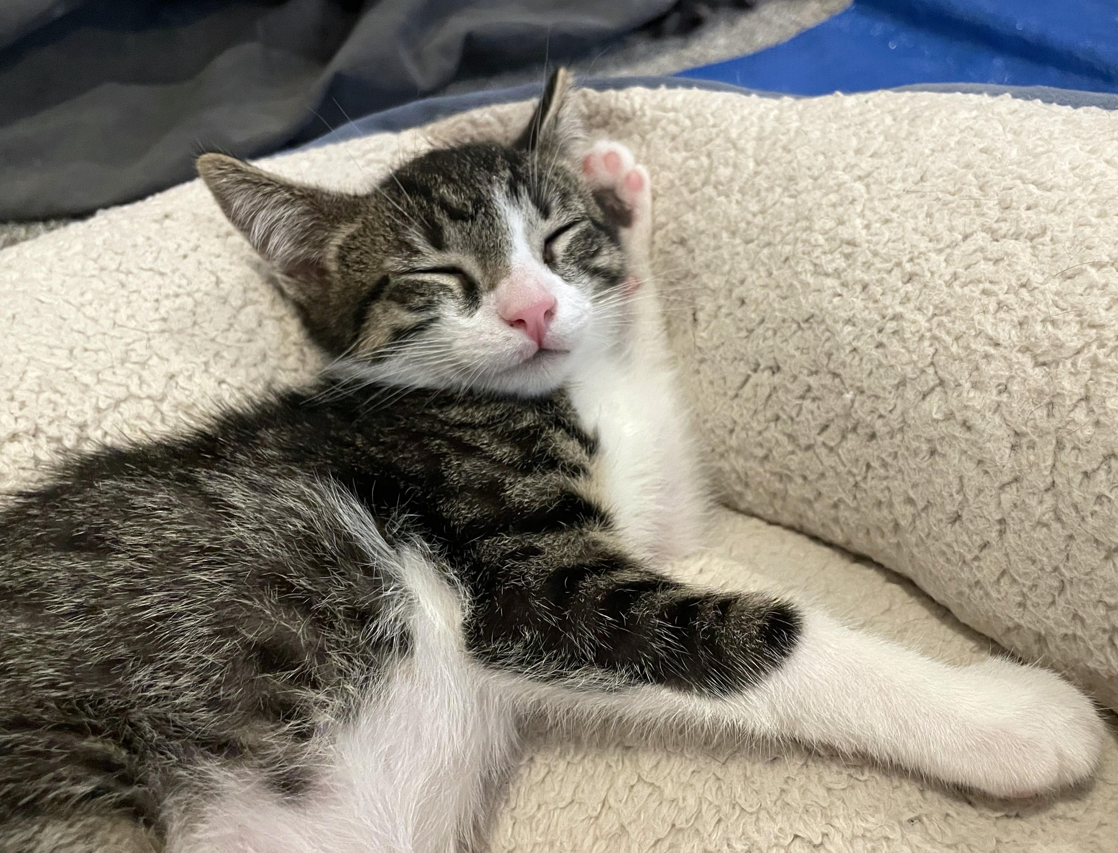 Enlarge Rigatoni (A142646), a Adopted Tabby in Burbank, CA image 2/5