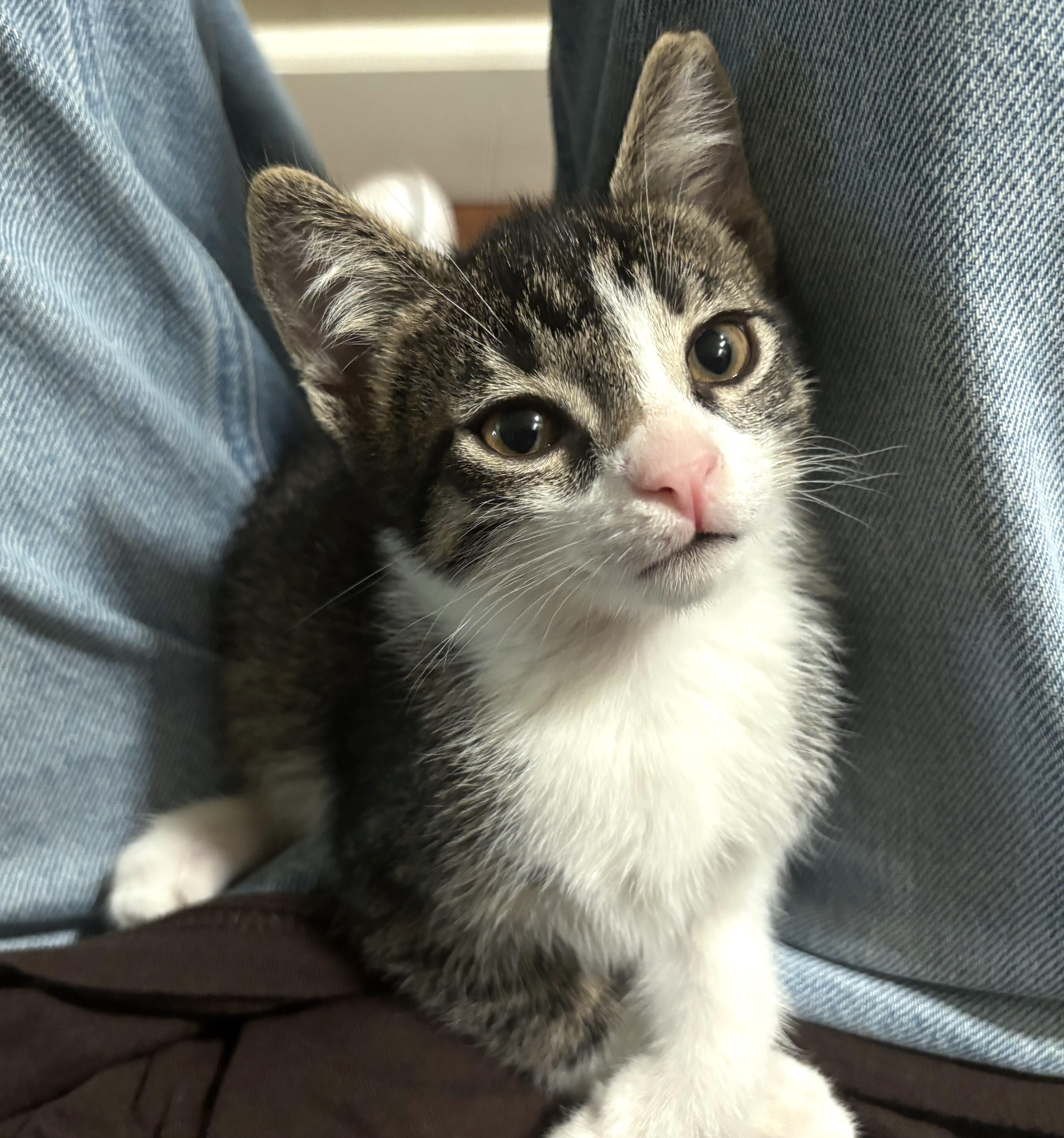 Enlarge Rigatoni (A142646), a Adopted Tabby in Burbank, CA image 4/5