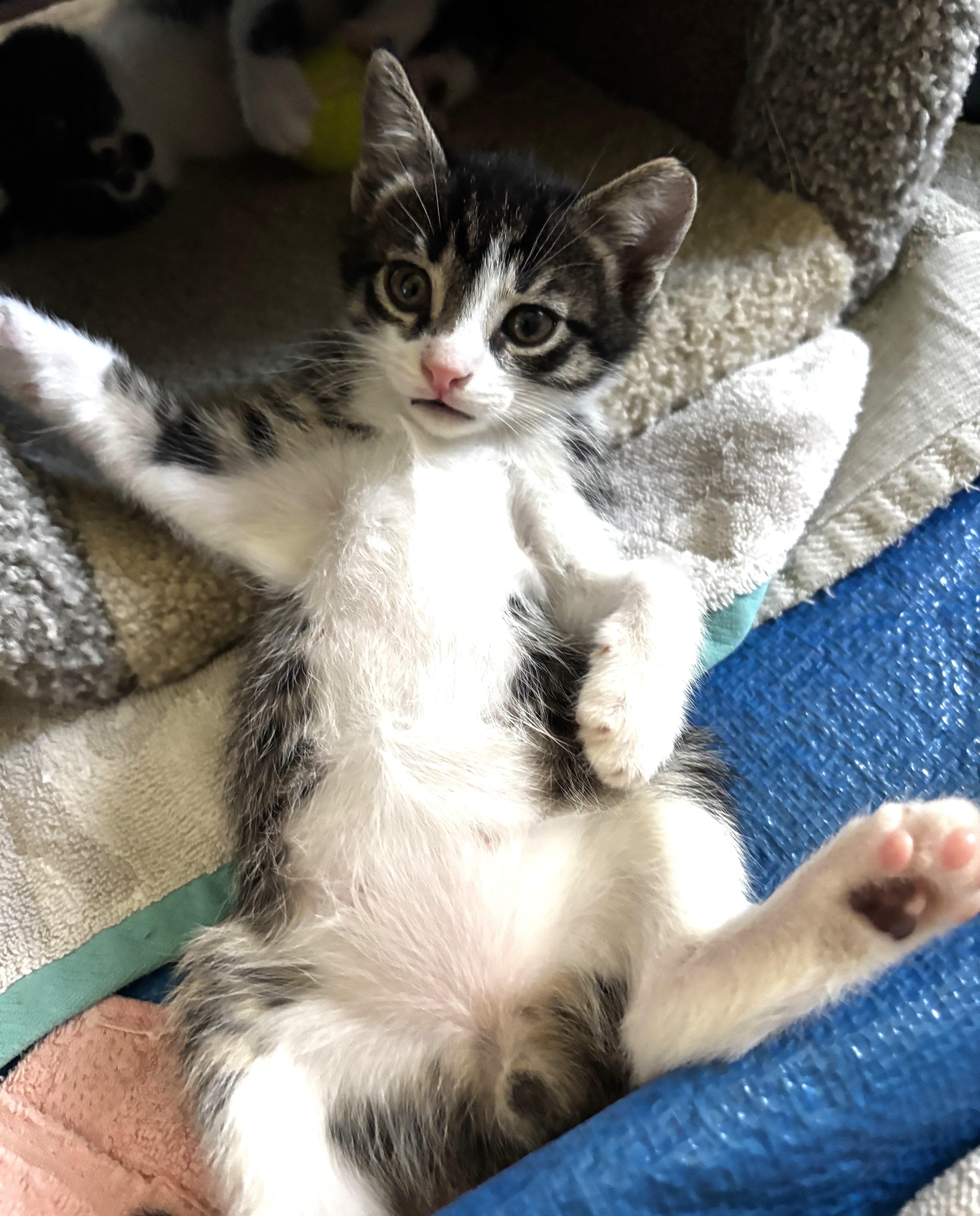 Enlarge Rigatoni (A142646), a Adopted Tabby in Burbank, CA image 5/5