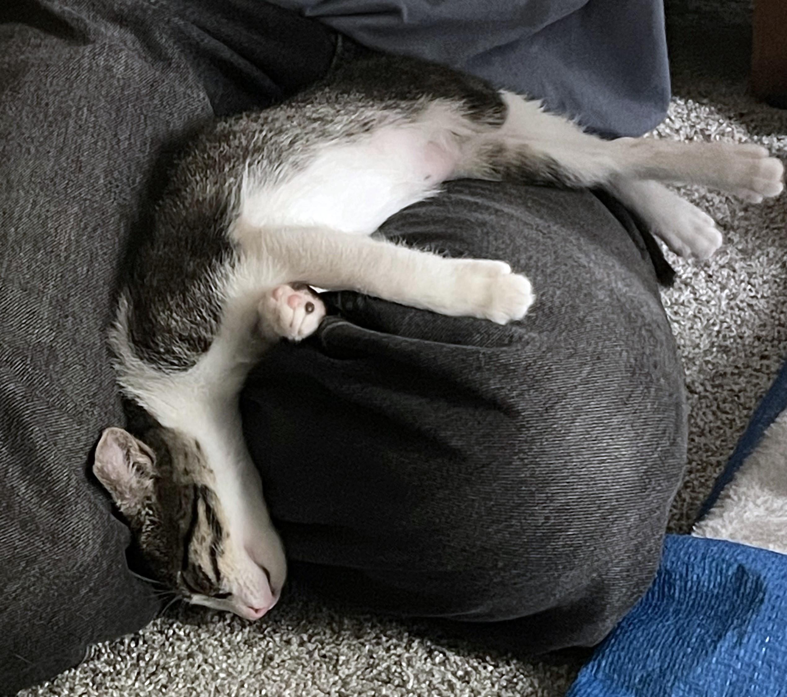 Enlarge Rigatoni (A142646), a Adopted Tabby in Burbank, CA image 3/5