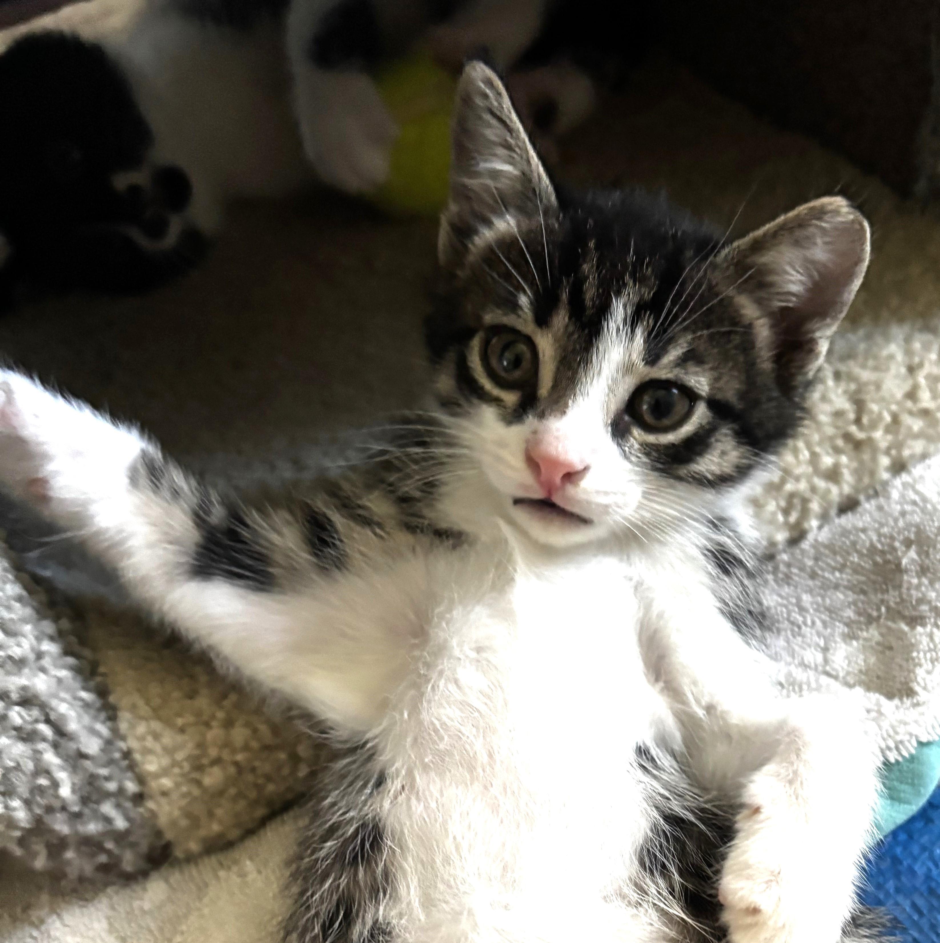 Enlarge Rigatoni (A142646), a Adopted Tabby in Burbank, CA image 1/5