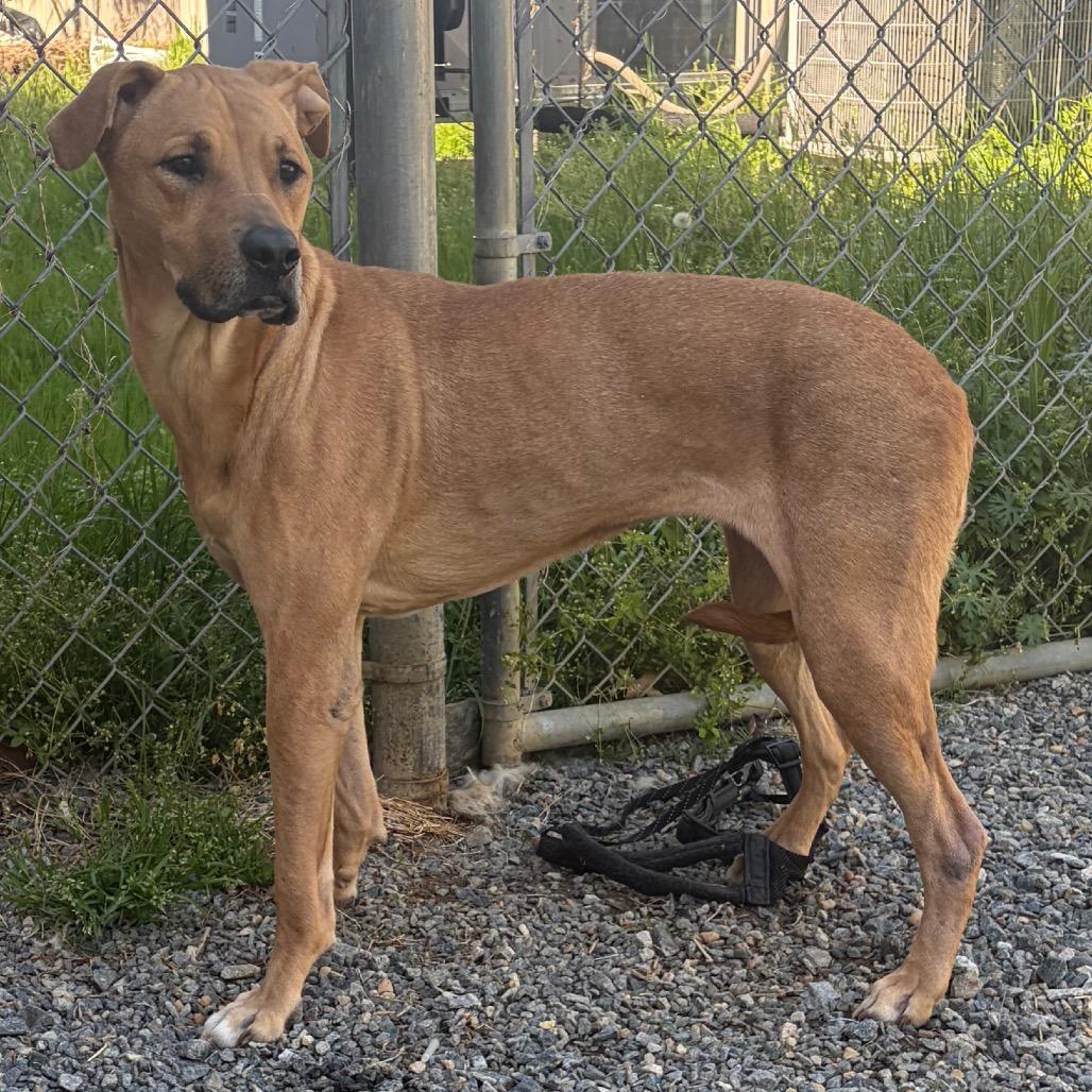 Enlarge Bubbles, a Adoptable mixed breed in Fredericksburg, VA image 1/5