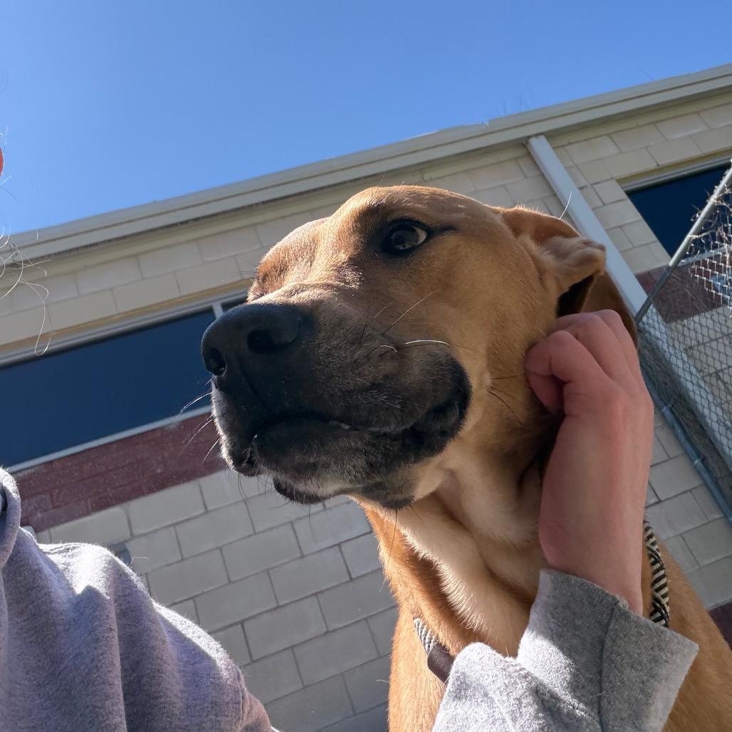 Enlarge Bubbles, a Adoptable mixed breed in Fredericksburg, VA image 2/5