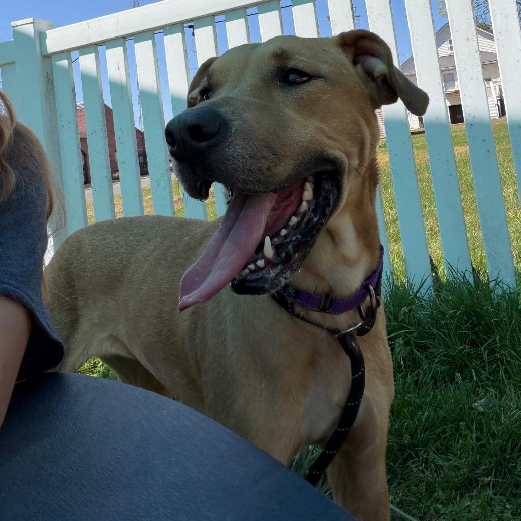 Enlarge Bubbles, a Adoptable mixed breed in Fredericksburg, VA image 4/5