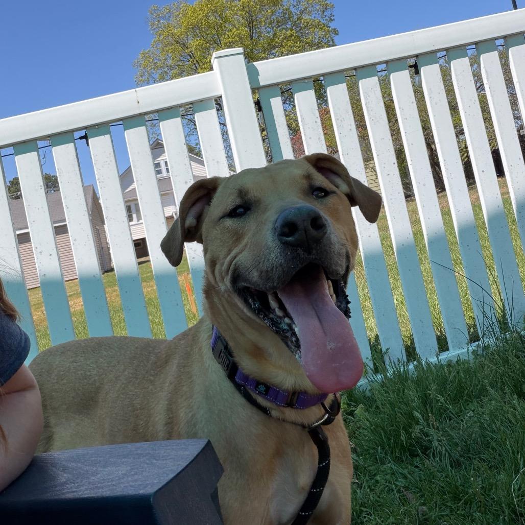 Enlarge Bubbles, a Adoptable mixed breed in Fredericksburg, VA image 5/5