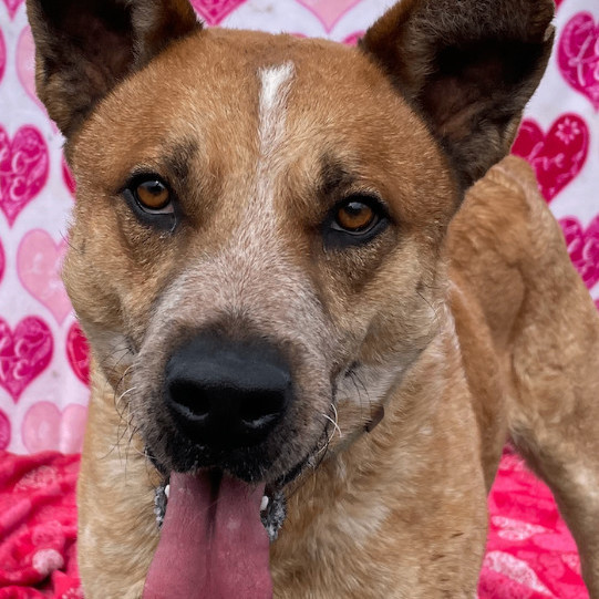 Diogi, Adoptable, Young Male Australian Cattle Dog / Blue Heeler.
