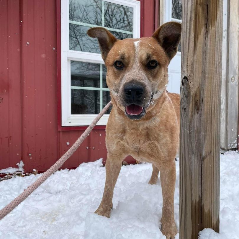 Diogi, a Adoptable mixed breed in Leon, KS image 2/2