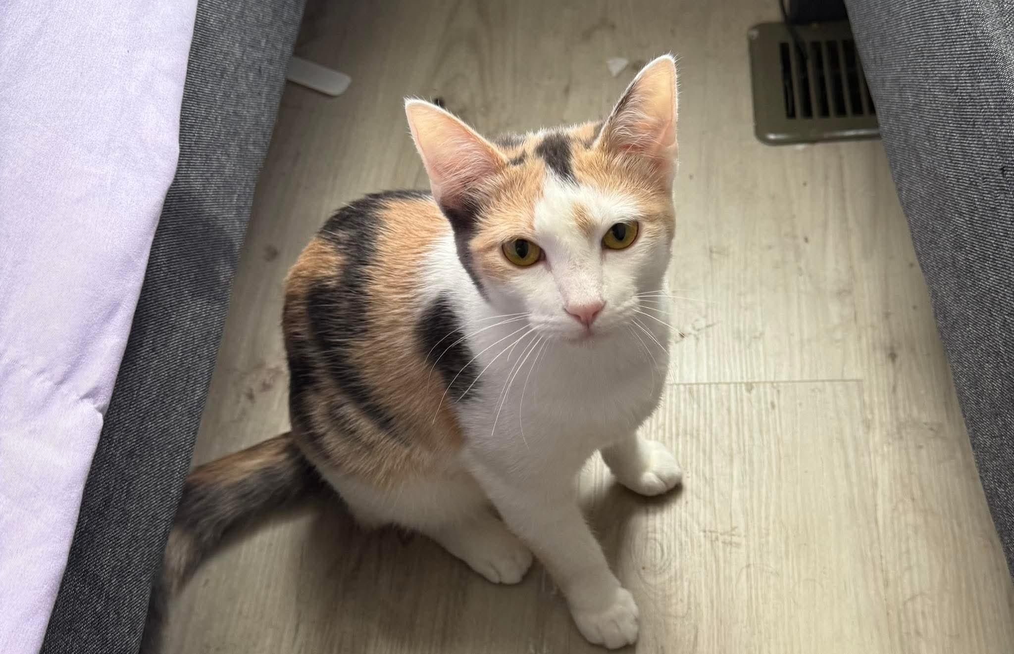 Enlarge Kennedy, a Adoptable Domestic Short Hair in Arnold, MO image 1/1