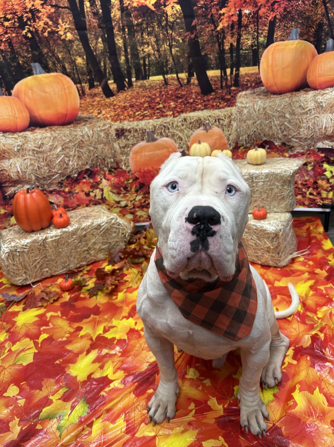 Jean-Luc, Adopted, Adult Male Cane Corso.