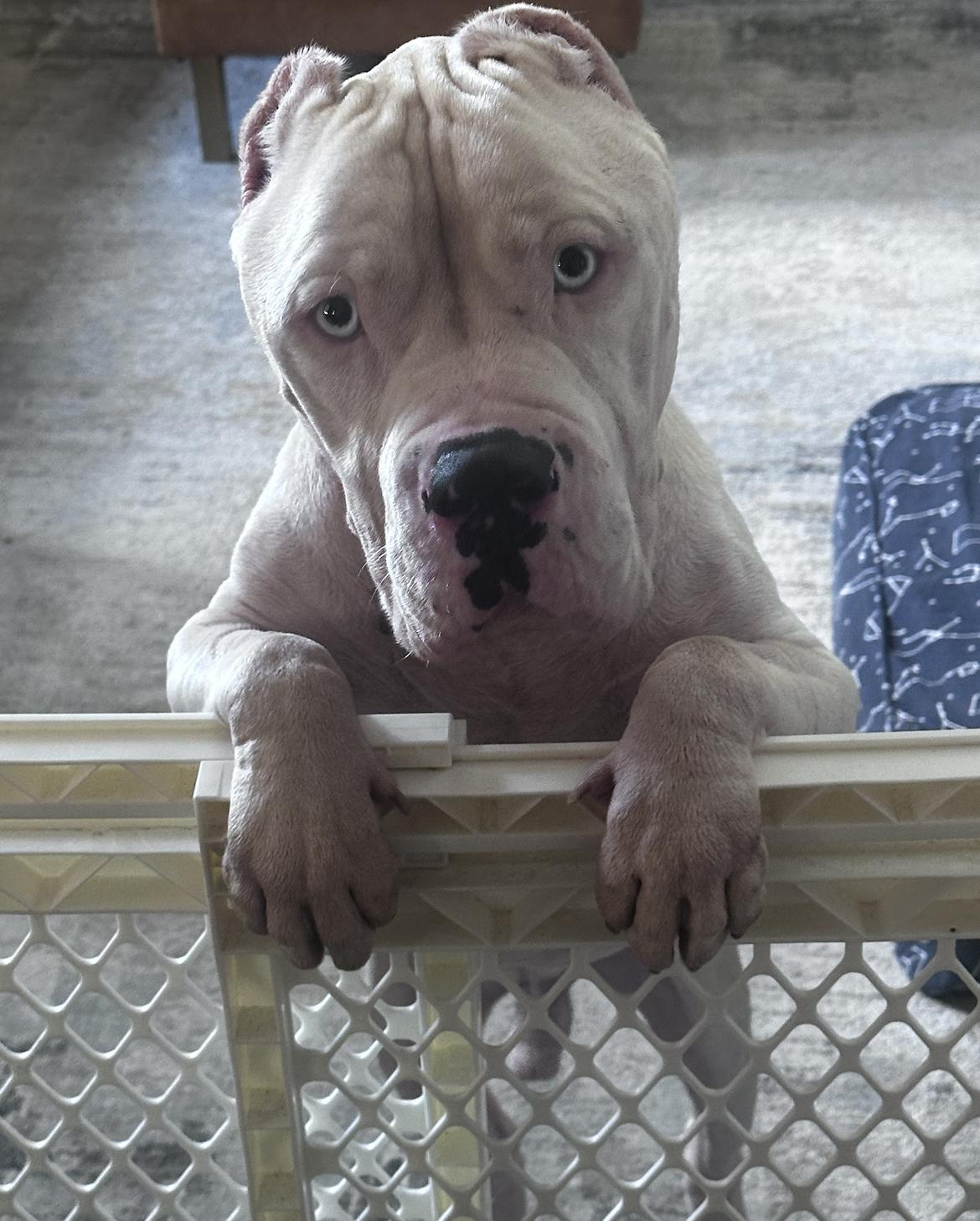 Enlarge Jean-Luc, a Adopted mixed breed in Metairie, LA image 2/4