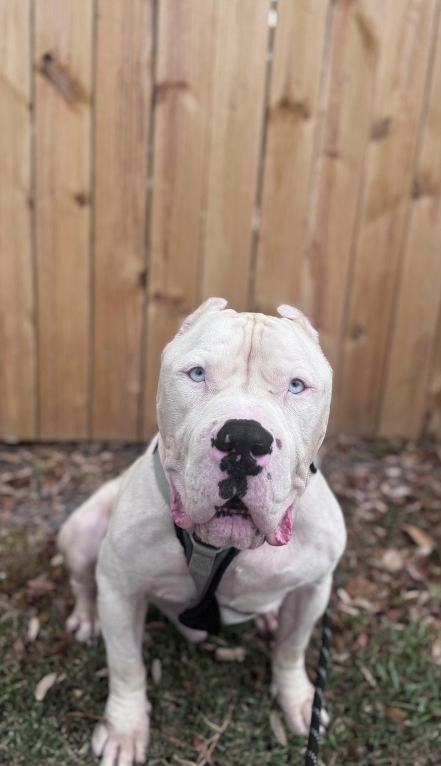 Enlarge Jean-Luc, a Adopted mixed breed in Metairie, LA image 3/4