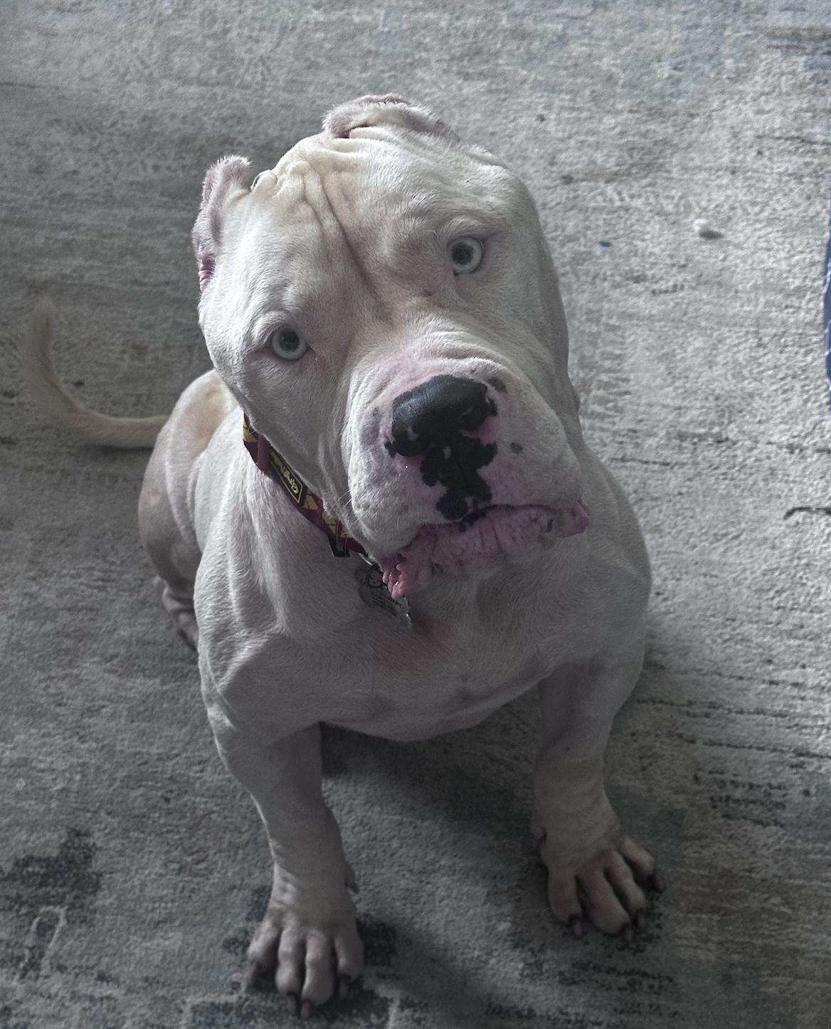 Enlarge Jean-Luc, a Adopted mixed breed in Metairie, LA image 4/4