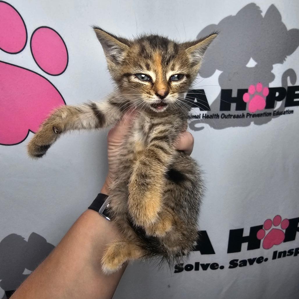 Enlarge Fender, a Adoptable mixed breed in Milton, FL image 1/2