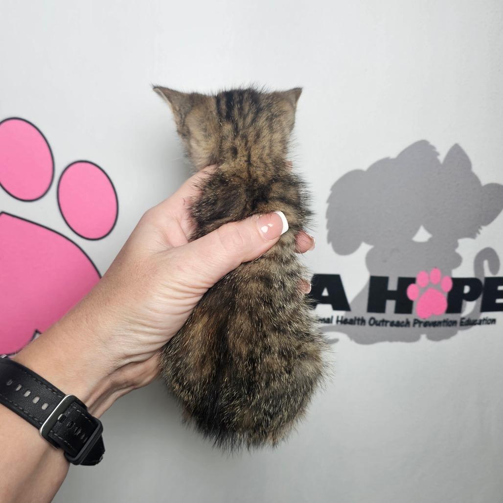 Enlarge Fender, a Adoptable mixed breed in Milton, FL image 2/2