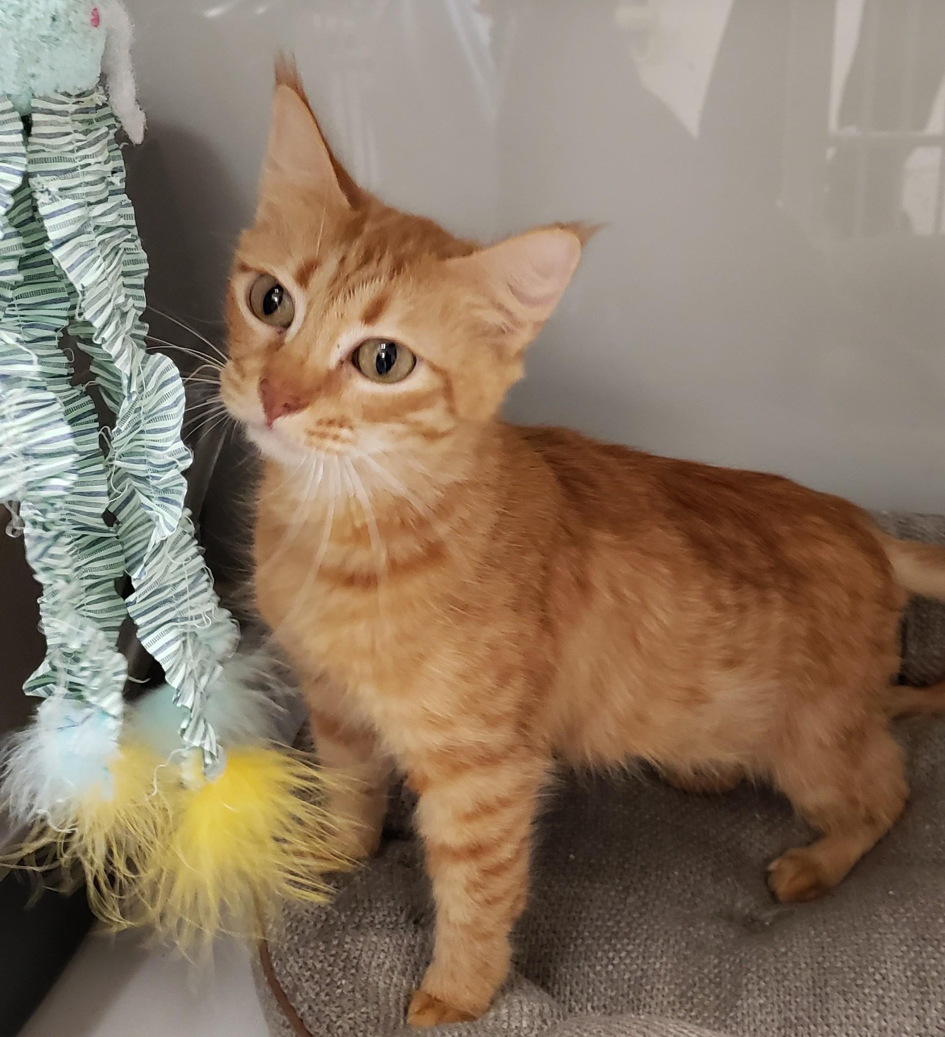 Maggie Rhee, adopted, Adult Female Domestic Medium Hair.