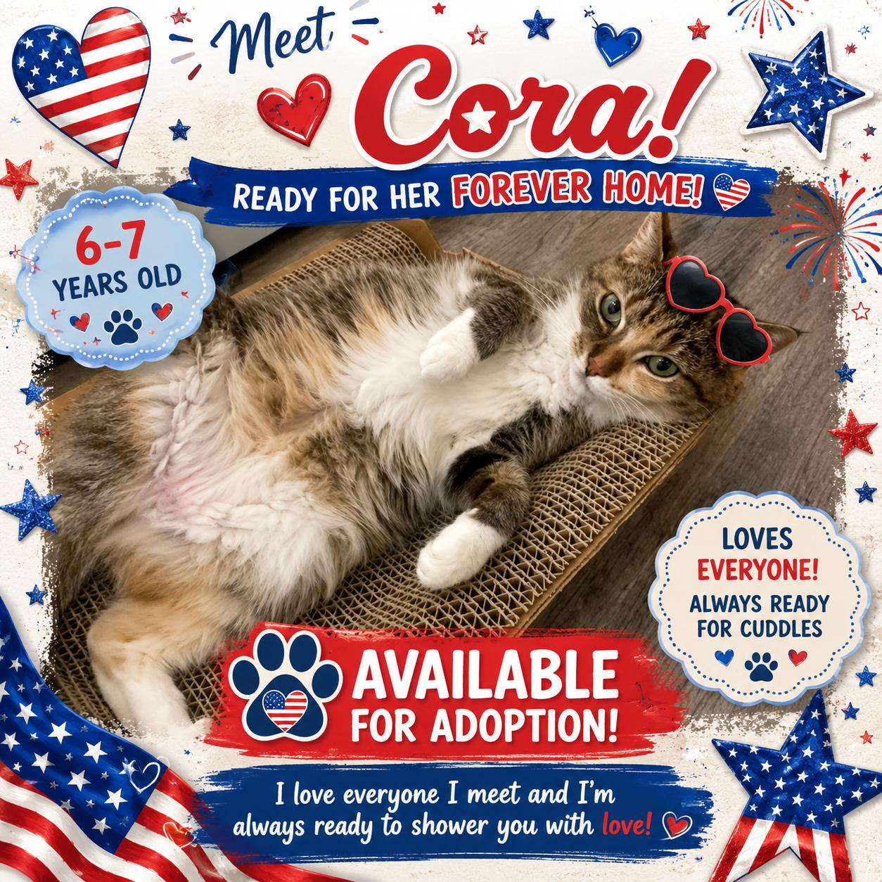 Cora the Cuddle Bug, ADOPTABLE, Adult Female Calico.