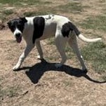 SCOUT - Transport Available, ADOPTABLE, Puppy • Male, English Foxhound.
