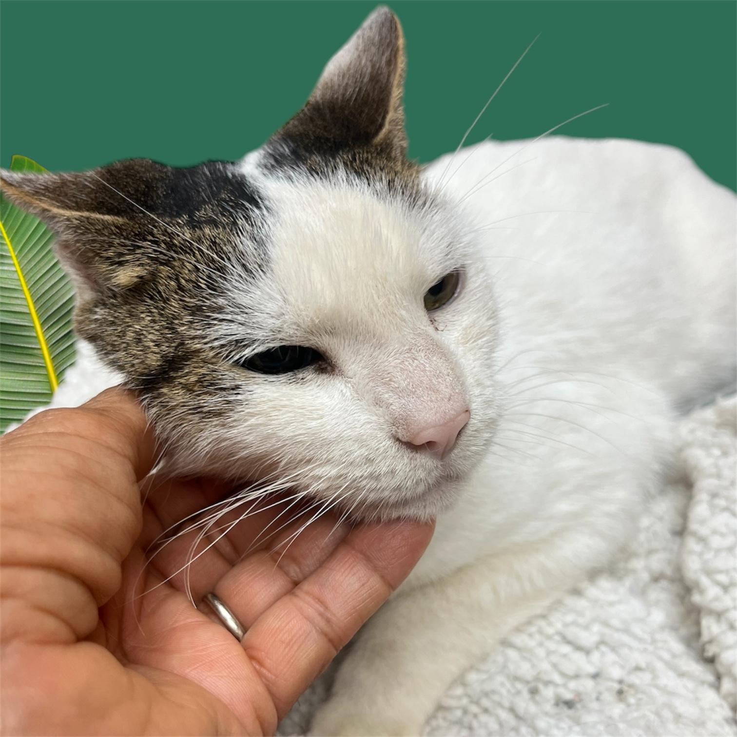 Maggie, Adoptable, Adult Female Domestic Short Hair.