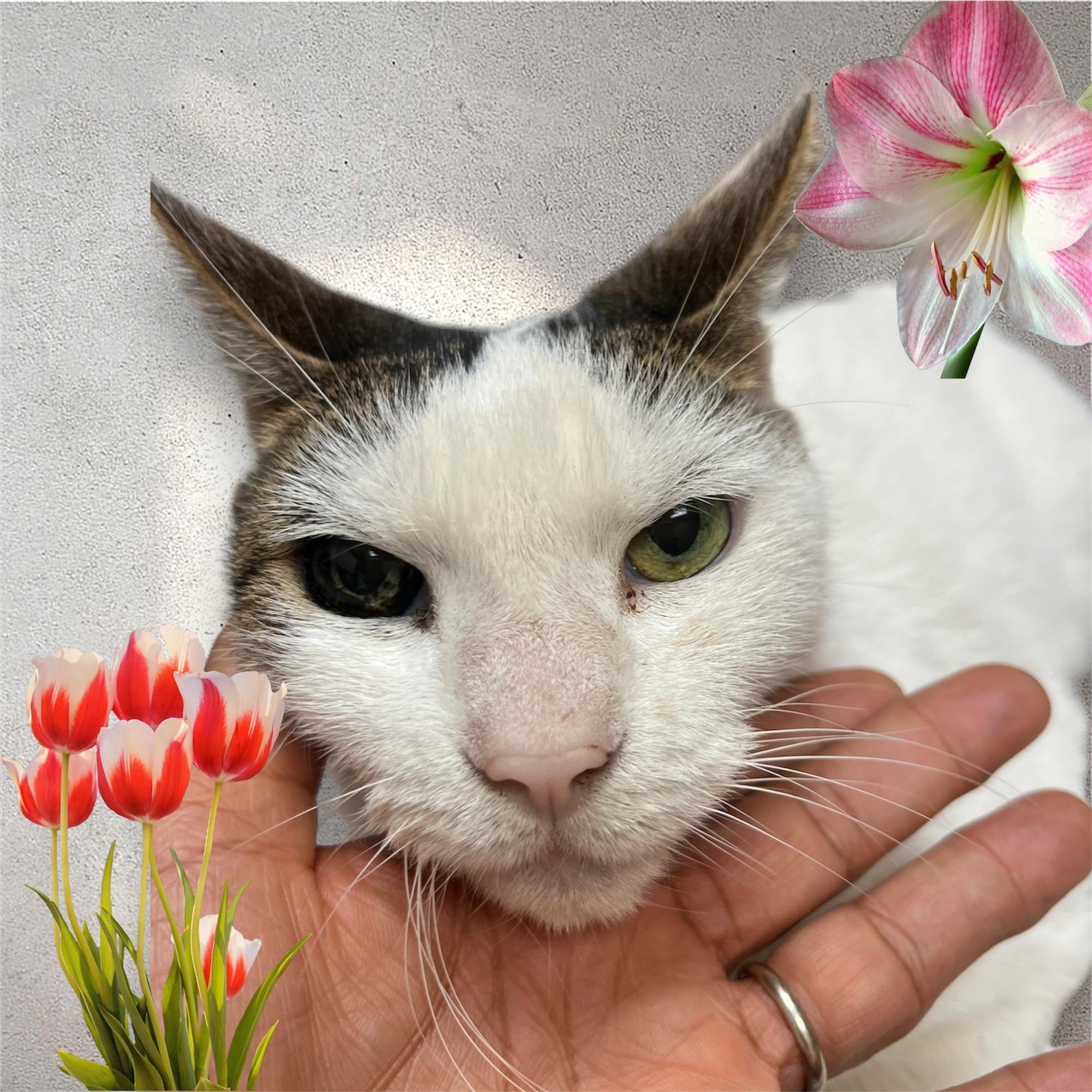 Maggie, a Adoptable Domestic Short Hair in Parkland, FL image 2/4