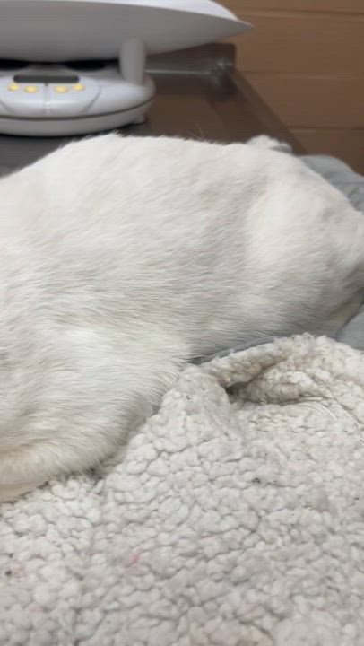 Enlarge Maggie, a Adoptable Domestic Short Hair in Parkland, FL video 4/4