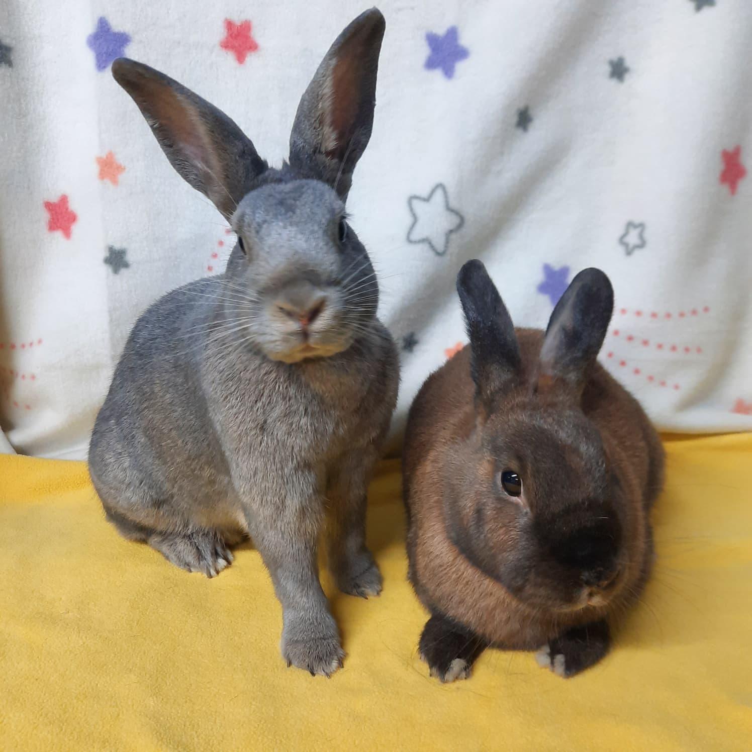 Enlarge Dailynn & Toast, a Adoptable Bunny Rabbit in Fountain Valley, CA image 2/2