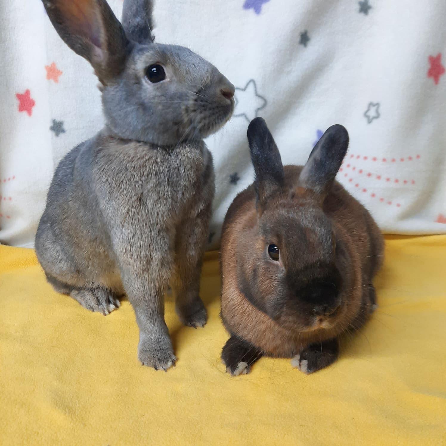 Enlarge Dailynn & Toast, a Adoptable Bunny Rabbit in Fountain Valley, CA image 1/2