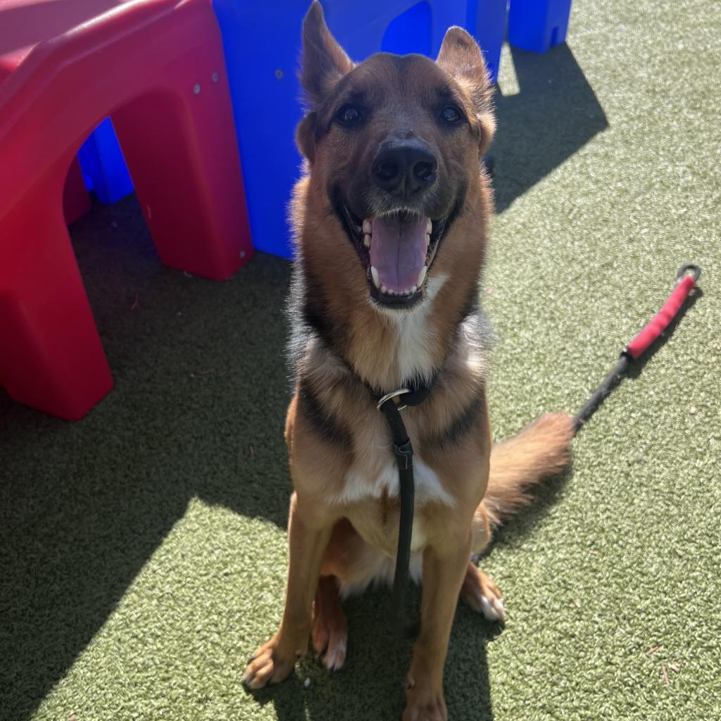 Duke (fka Lou Reed), Adoptable, Adult Male Terrier & Mixed Breed.