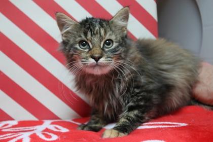 Buddy, Adoptable, Kitten Female Domestic Long Hair & Domestic Short Hair.