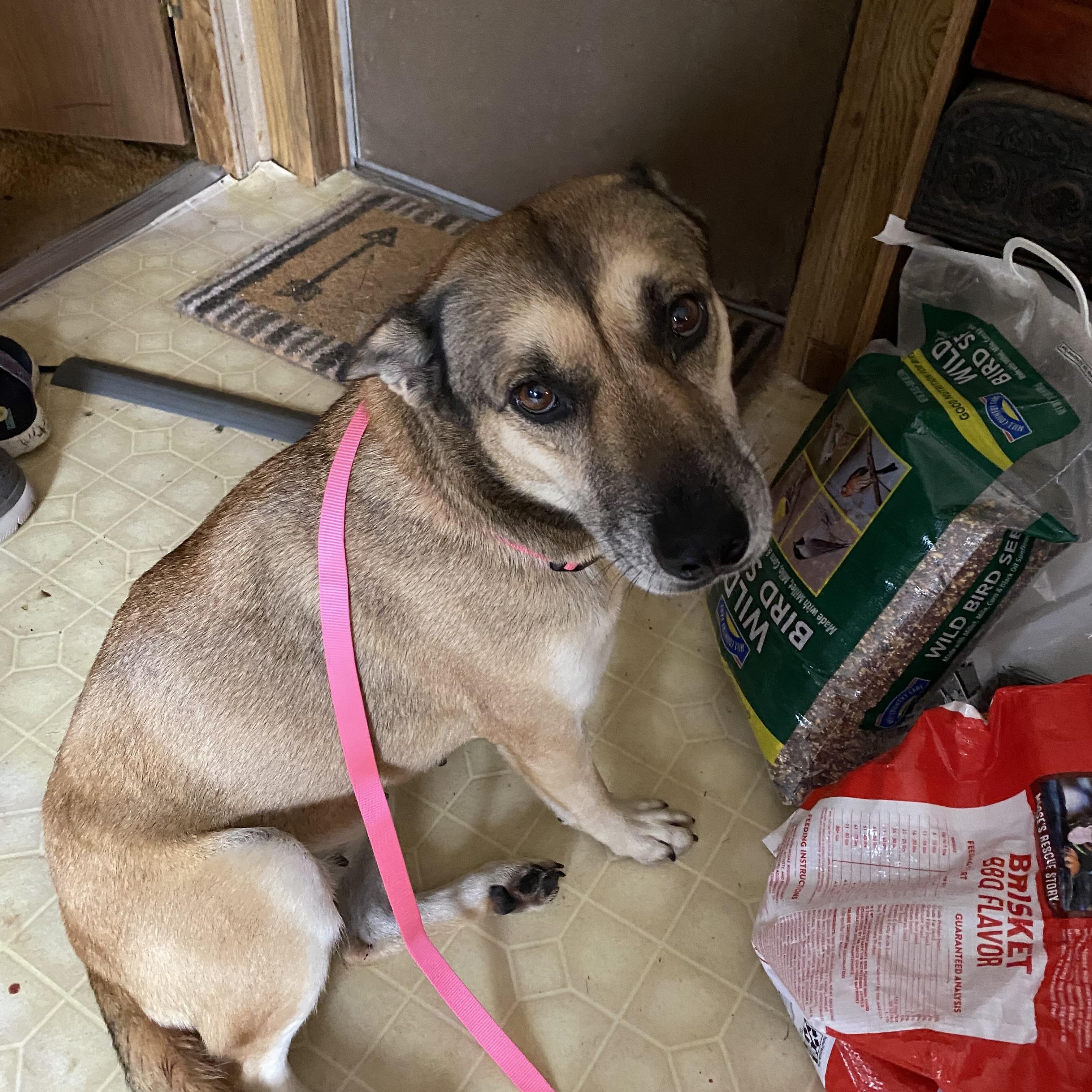 Bailey, a ADOPTABLE mixed breed in San Antonio, TX image 2/4