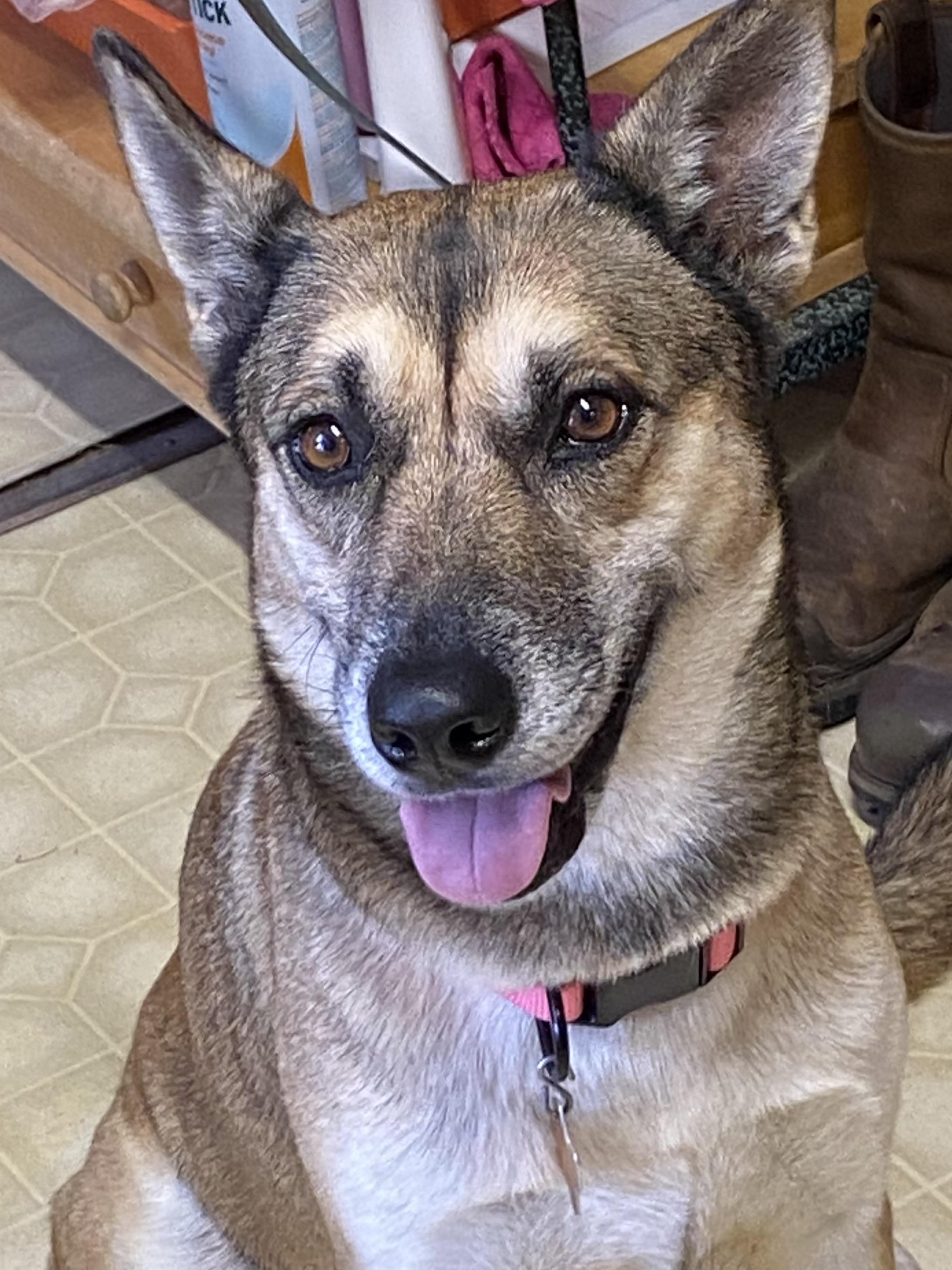 Bailey, ADOPTABLE, Adult Female German Shepherd Dog & Shepherd.