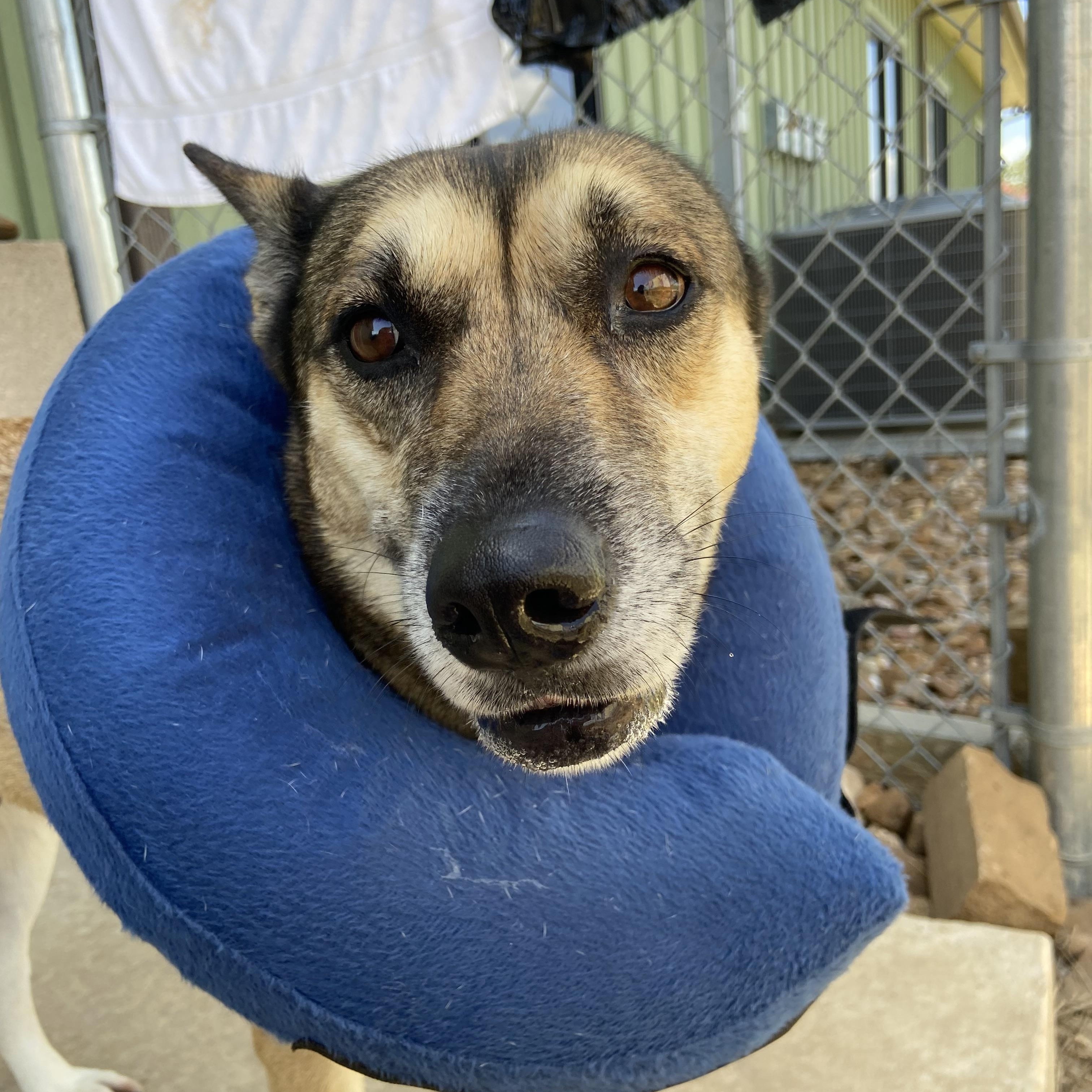 Bailey, ADOPTABLE, Adult Female German Shepherd Dog & Shepherd.