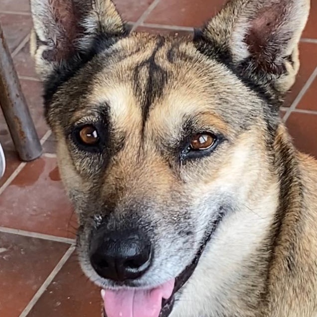 Bailey, a ADOPTABLE mixed breed in San Antonio, TX image 3/4