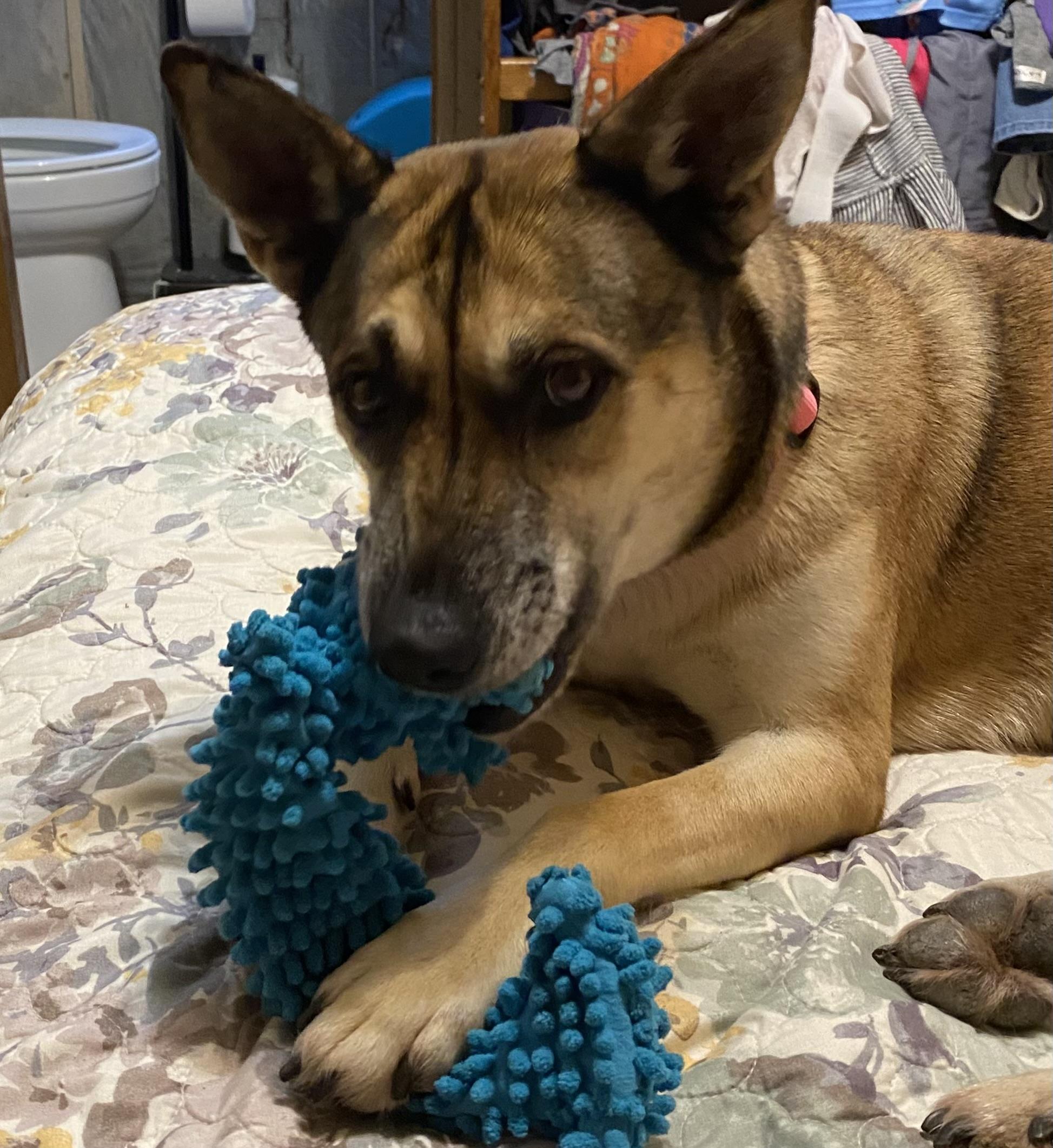Bailey, a ADOPTABLE mixed breed in San Antonio, TX image 4/4