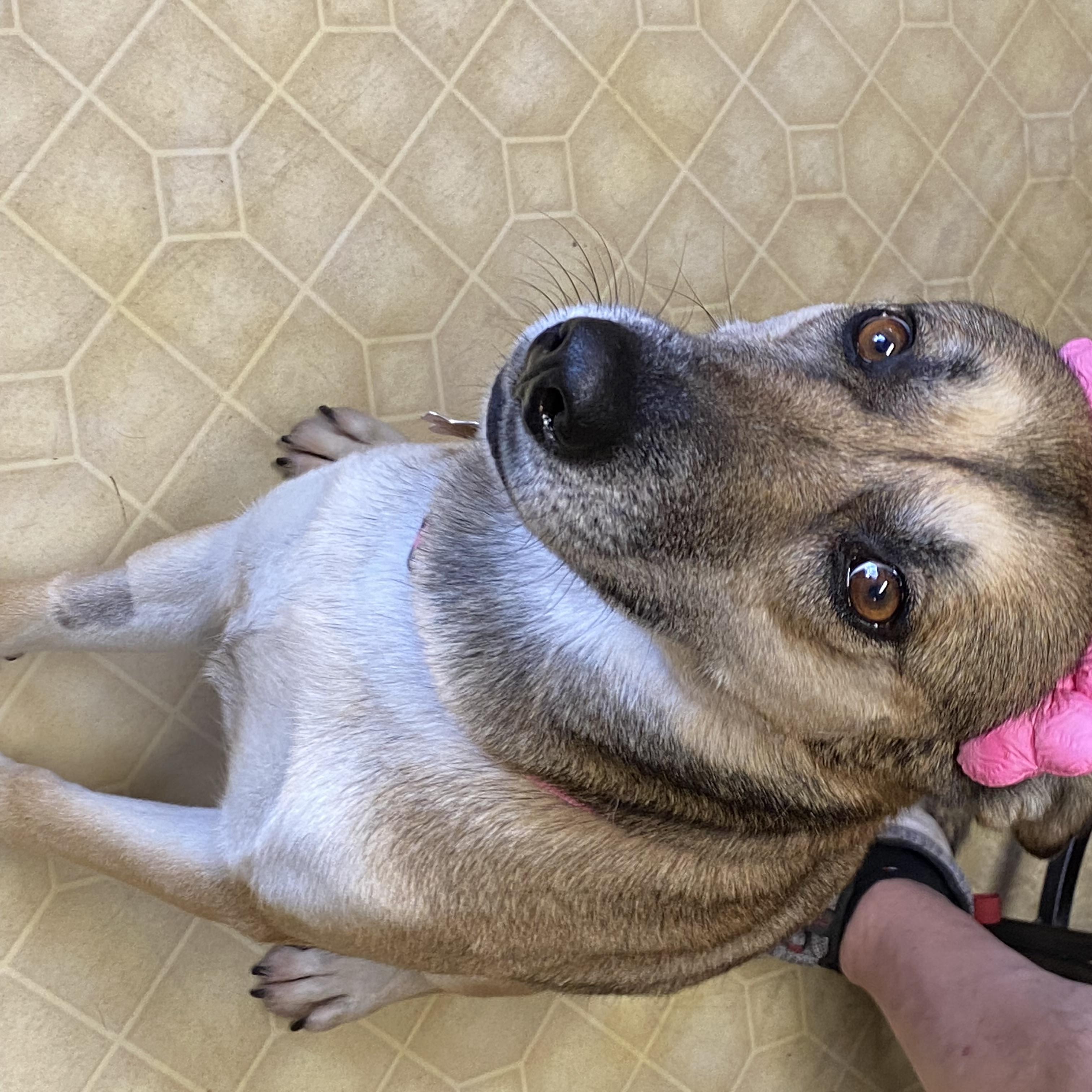 Bailey, a ADOPTABLE mixed breed in San Antonio, TX image 3/4