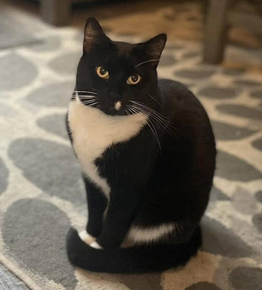 Enlarge MAMA RAVEN, a Adoptable Tuxedo in Salida, CA image 1/1