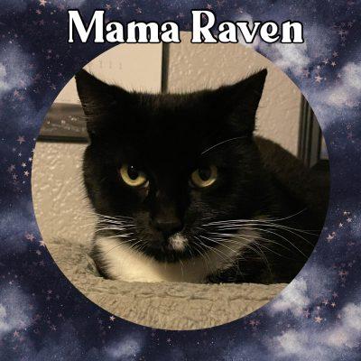 Enlarge Mama Raven, a Adoptable Tuxedo in Salida, CA image 1/1