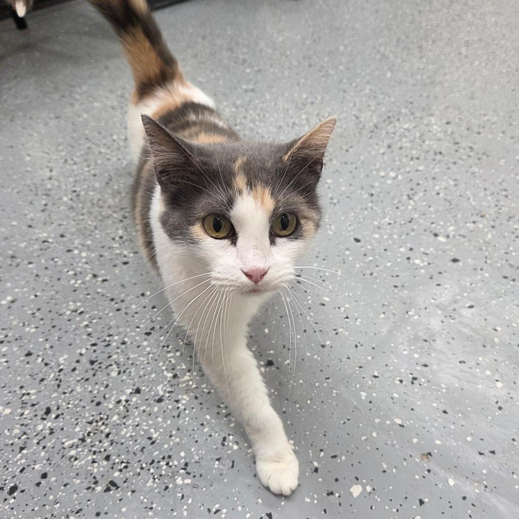 Fusilli, Adoptable, Senior Female Domestic Short Hair.