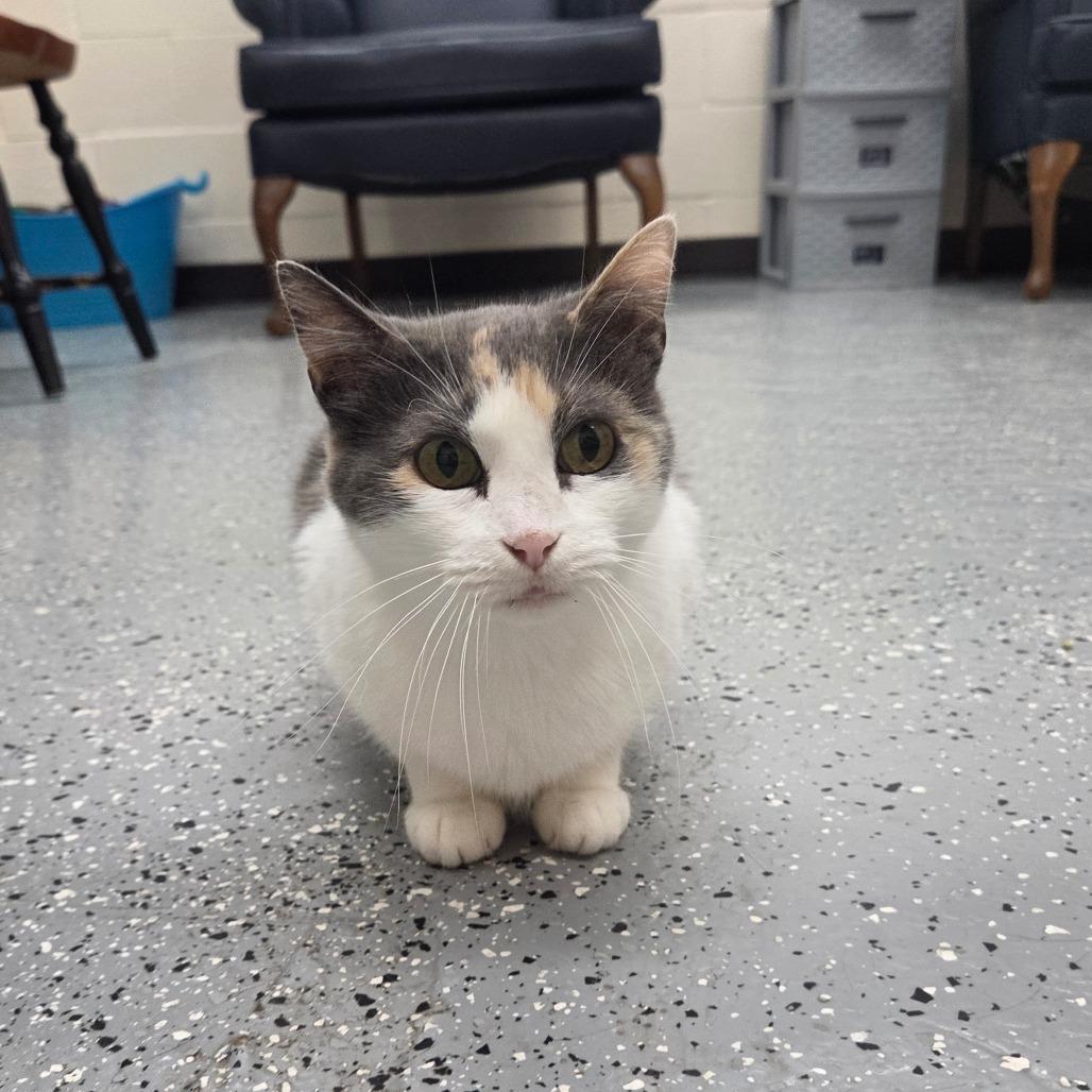 Fusilli, a Adoptable Domestic Short Hair in Pontiac, IL image 2/6