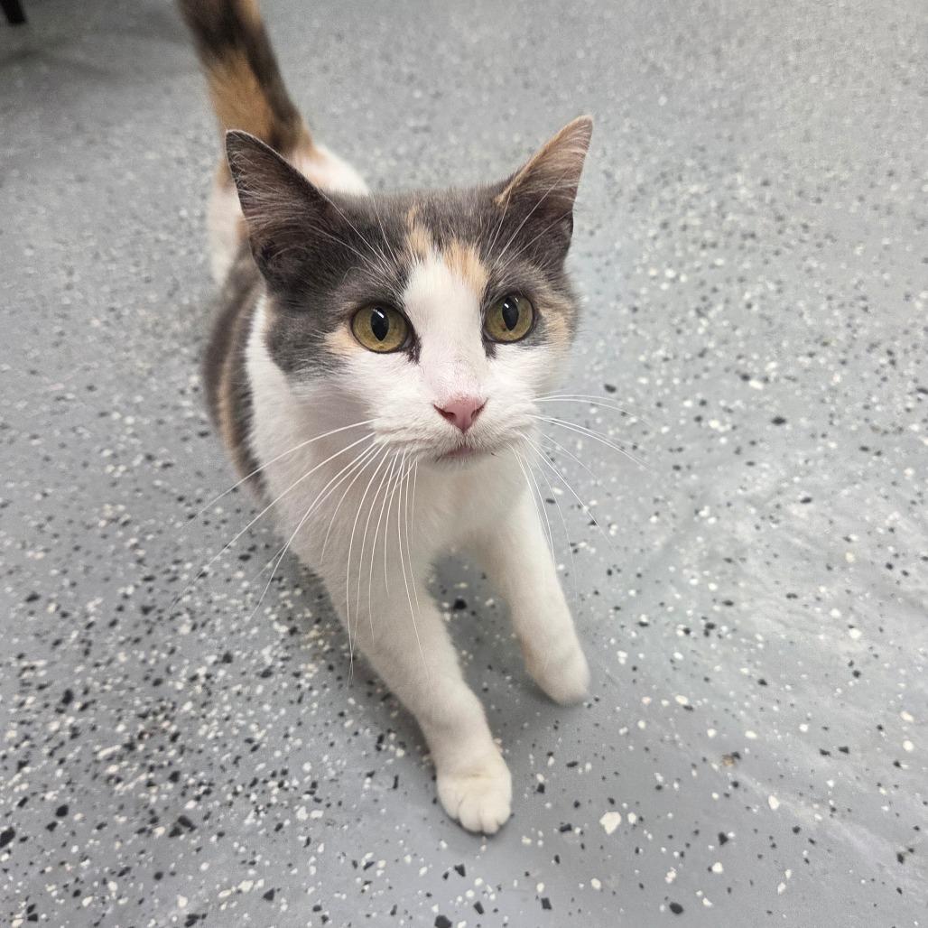 Fusilli, a Adoptable Domestic Short Hair in Pontiac, IL image 3/6