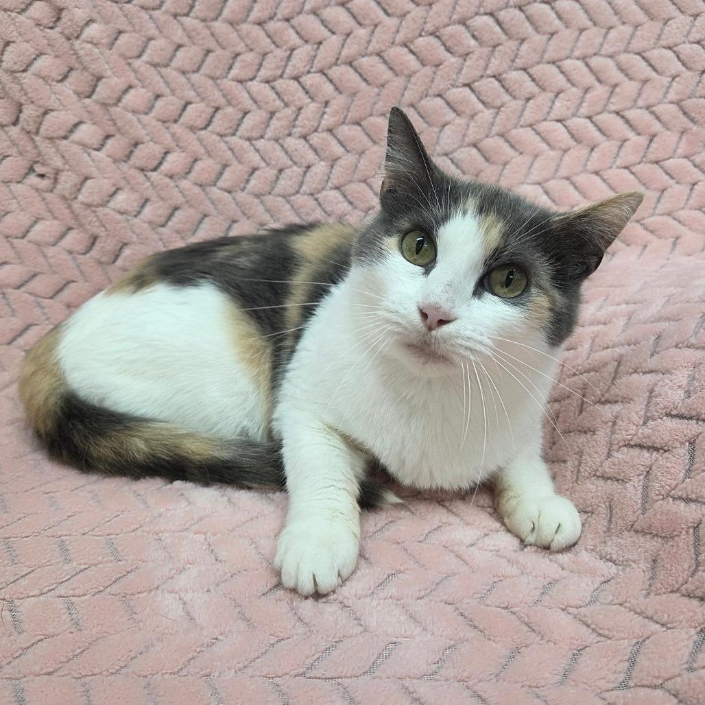 Fusilli, a Adoptable Domestic Short Hair in Pontiac, IL image 4/6