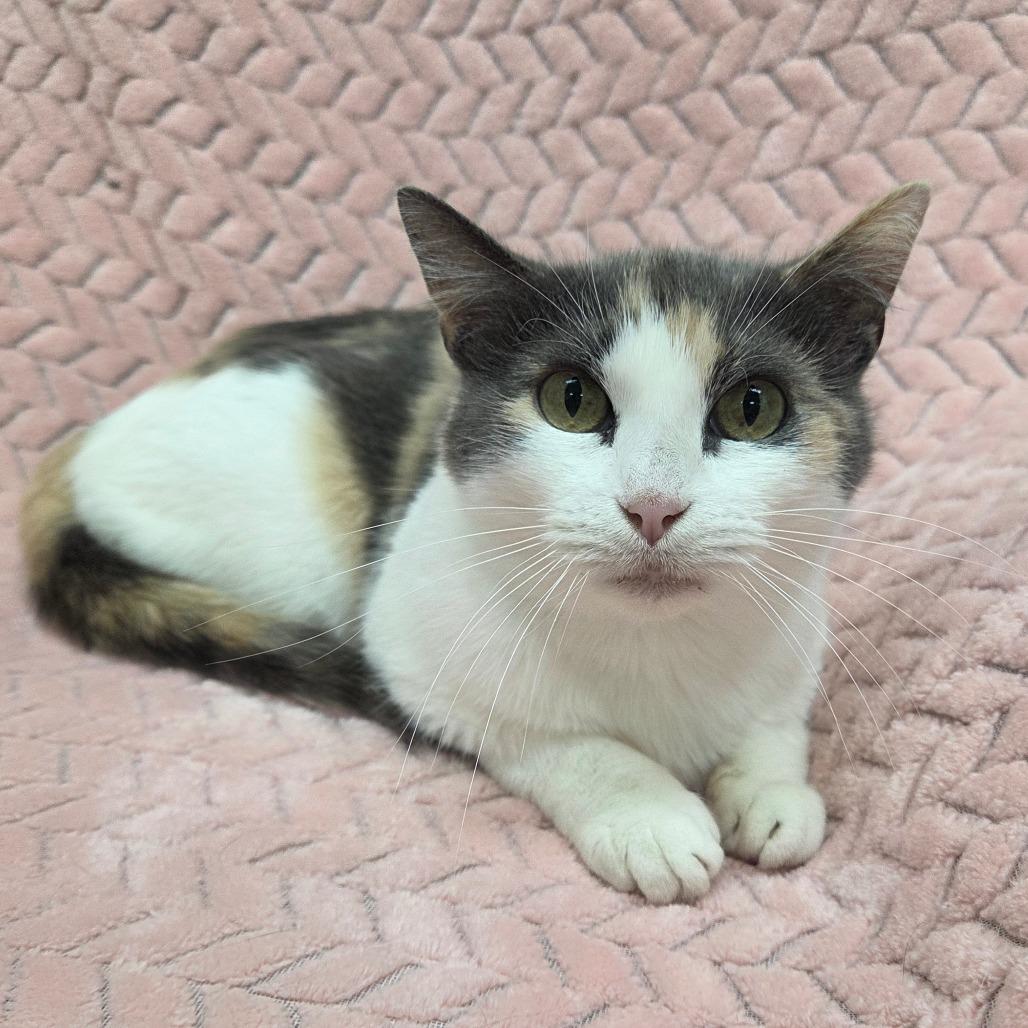 Fusilli, a Adoptable Domestic Short Hair in Pontiac, IL image 5/6