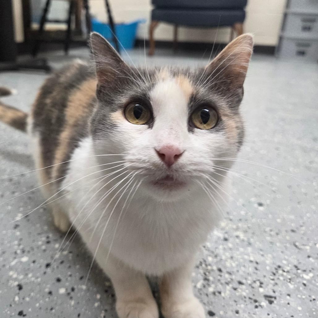 Fusilli, a Adoptable Domestic Short Hair in Pontiac, IL image 6/6