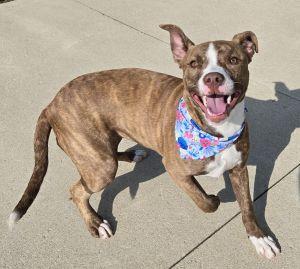 Jazz, ADOPTABLE, Young Female Pit Bull Terrier.