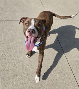 Enlarge Jazz, a ADOPTABLE Pit Bull Terrier in Bucyrus, OH image 2/6