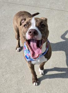 Enlarge Jazz, a ADOPTABLE Pit Bull Terrier in Bucyrus, OH image 5/6