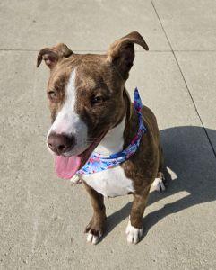 Enlarge Jazz, a ADOPTABLE Pit Bull Terrier in Bucyrus, OH image 6/6