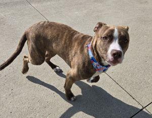 Enlarge Jazz, a ADOPTABLE Pit Bull Terrier in Bucyrus, OH image 4/6